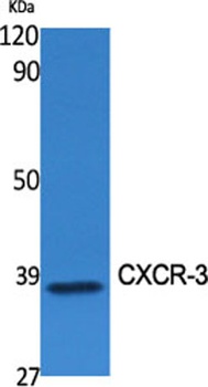 CXCR-3 rabbit pAb Antibody