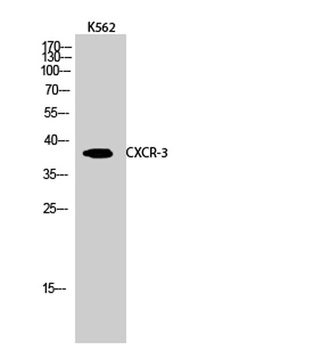 CXCR-3 rabbit pAb Antibody
