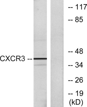 CXCR-3 rabbit pAb Antibody