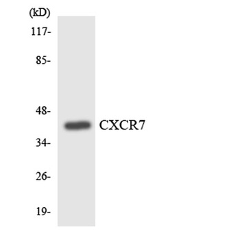 CXCR-7 rabbit pAb Antibody