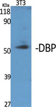 DBP rabbit pAb Antibody