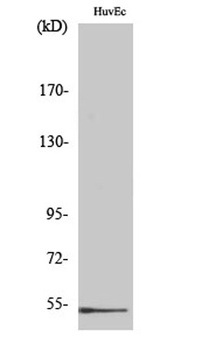 DBP rabbit pAb Antibody