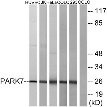 DJ-1 rabbit pAb Antibody