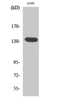 DREG rabbit pAb Antibody