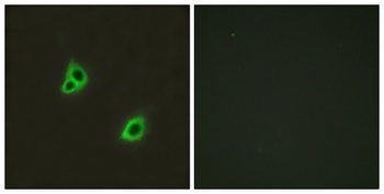 DREG rabbit pAb Antibody