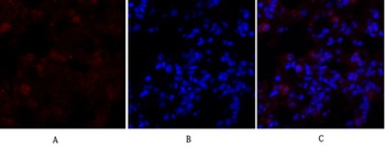 DRP1 rabbit pAb Antibody