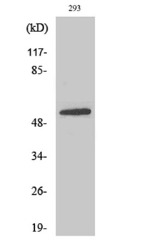 EAAT3 rabbit pAb Antibody