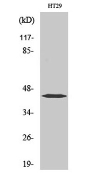 EDG-1 rabbit pAb Antibody
