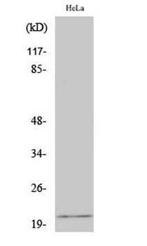 EID-1 rabbit pAb Antibody