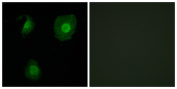 EID-1 rabbit pAb Antibody