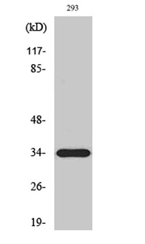 ELOVL6 rabbit pAb Antibody