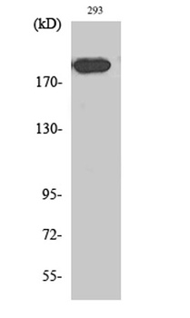 Endo180 rabbit pAb Antibody