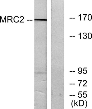 Endo180 rabbit pAb Antibody