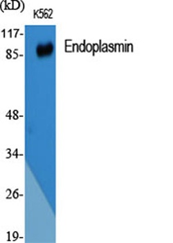 Endoplasmin rabbit pAb Antibody