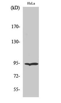 Endoplasmin rabbit pAb Antibody