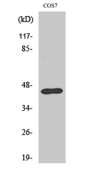 Ephrin-B1 rabbit pAb Antibody