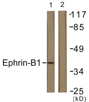 Ephrin-B1 rabbit pAb Antibody