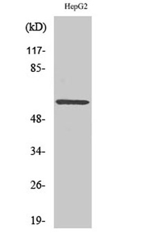 ERK 8 rabbit pAb Antibody