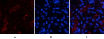FAS rabbit pAb Antibody