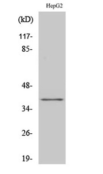 FAST-1/2 rabbit pAb Antibody