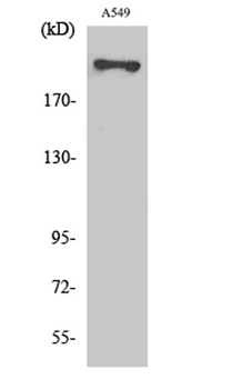 Fatty Acid Synthase rabbit pAb Antibody