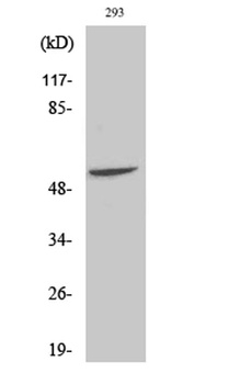 Fgl2 rabbit pAb Antibody