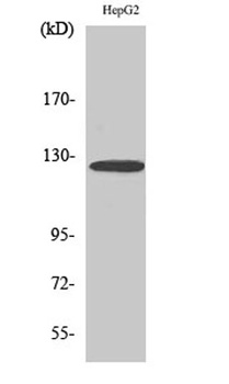 Fibulin-2 rabbit pAb Antibody