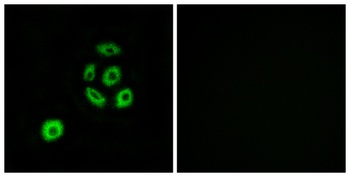 Fibulin-2 rabbit pAb Antibody