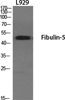 Fibulin-5 rabbit pAb Antibody