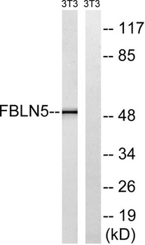 Fibulin-5 rabbit pAb Antibody