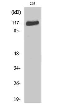 Flg rabbit pAb Antibody