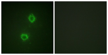 Flg rabbit pAb Antibody