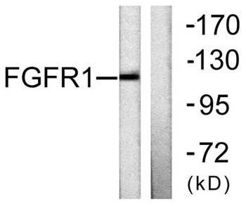 Flg rabbit pAb Antibody