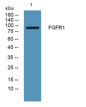 Flg rabbit pAb Antibody