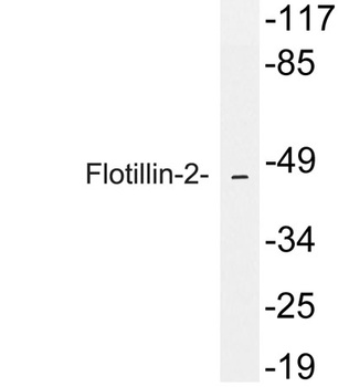 Flotillin-2 rabbit pAb Antibody