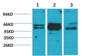 Flotillin-2 rabbit pAb Antibody