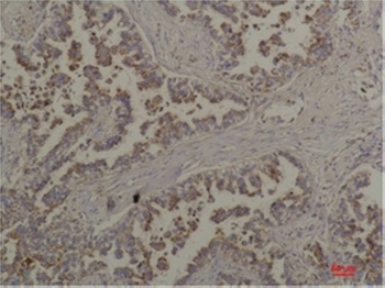 Flotillin-2 rabbit pAb Antibody