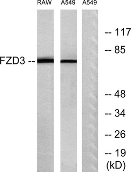 Frizzled-3 rabbit pAb Antibody