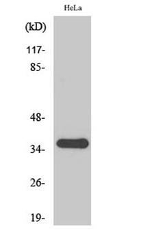 FRP-2 rabbit pAb Antibody