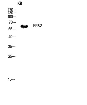 FRS2 rabbit pAb Antibody