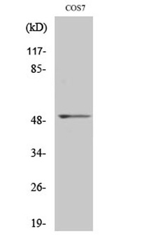 FRS3 rabbit pAb Antibody