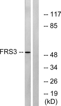 FRS3 rabbit pAb Antibody