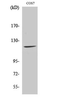 Fucokinase rabbit pAb Antibody