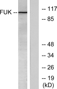 Fucokinase rabbit pAb Antibody