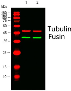 Fusin rabbit pAb Antibody