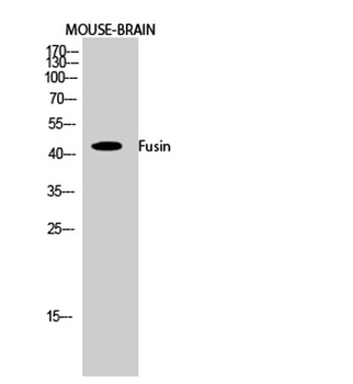 Fusin rabbit pAb Antibody