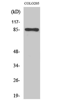 Fyb rabbit pAb Antibody
