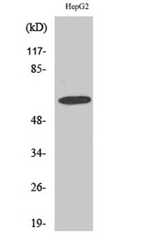 GABAA Rα4 rabbit pAb Antibody