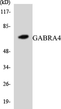GABAA Rα4 rabbit pAb Antibody