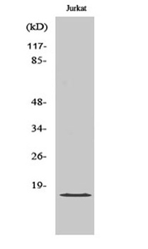 GADD 45γ rabbit pAb Antibody